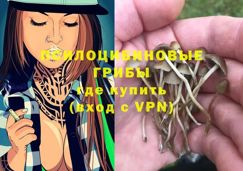 Псилоцибиновые грибы Cubensis  Менделеевск 